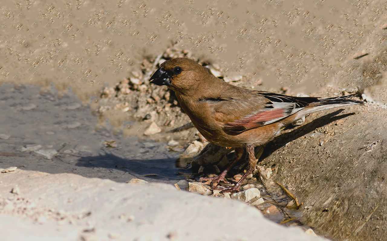 Desert Finch